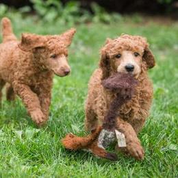 Poodle Puppies from Sunset Maple Poodles
