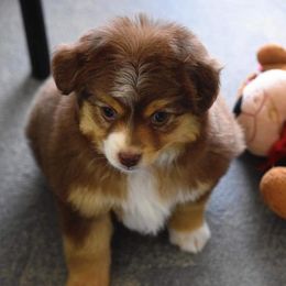 Toy Australian Shepherd Puppies from Double M Toy and Mini Aussies