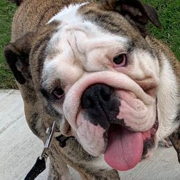 Crime - Bulldog