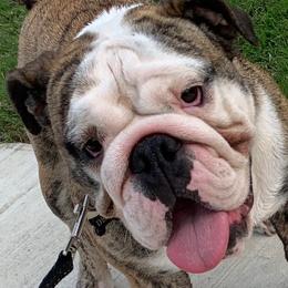 Crime - Bulldog