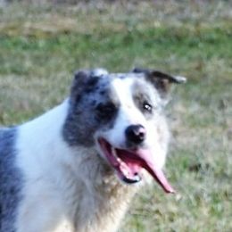 Monty - Border Collie