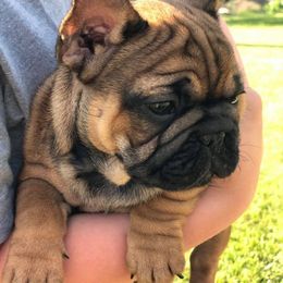 French Bulldog Puppies from North Idaho Frenchies