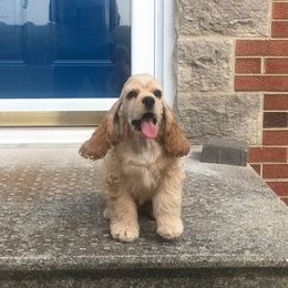 Cocker Spaniel Puppies from Ashwood Cockers
