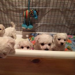 Puppies from Wendan Bichons