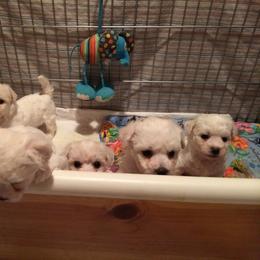  Puppies from Wendan Bichons