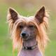 Chinese Crested