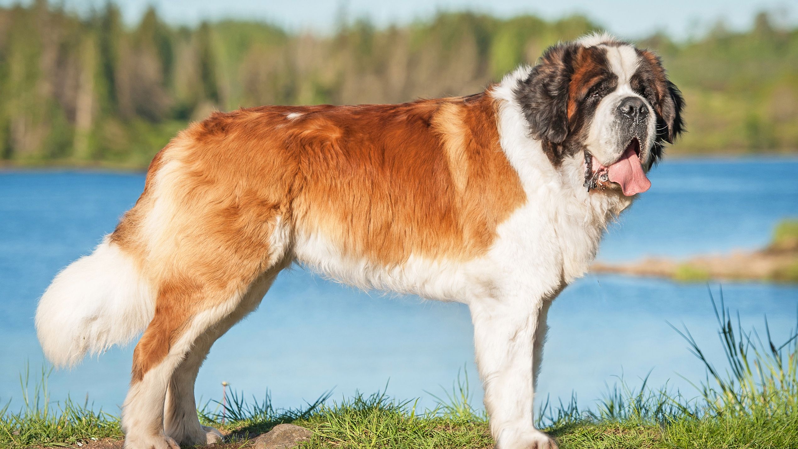 St bernard rescue store puppies for sale