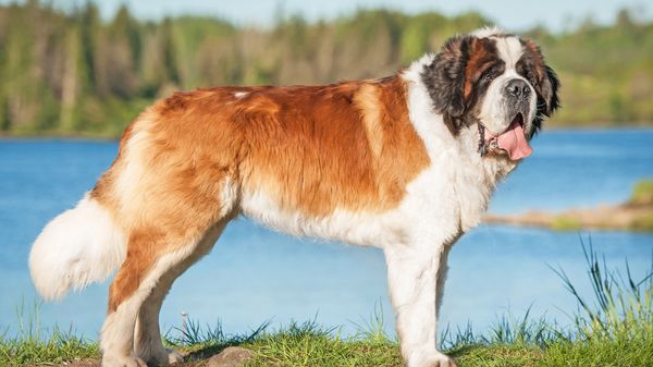 Find Saint Bernard puppies for sale