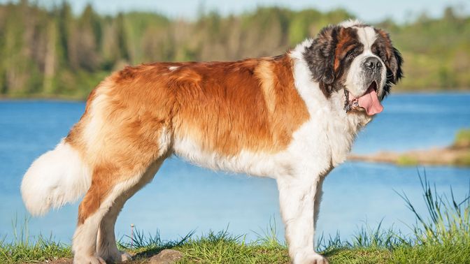 Saint Bernard