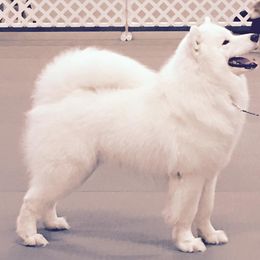  All Grown Up from El Samoyeds