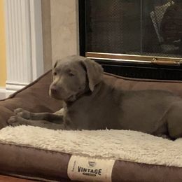 Labrador Retriever Puppies from KMC Gun Dogs