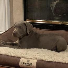 Labrador Retriever Puppies from KMC Gun Dogs