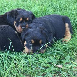 Rottweiler Puppies from Porath's Rottweilers