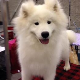 Samoyed Puppies from SnoFox Samoyeds