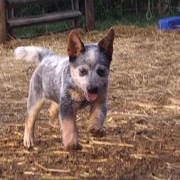 Australian Cattle Dog and Labrador Retriever Puppies from Trinity C Australian Cattle Dogs and Silver Labradors