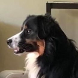 Miniature American Shepherd adult dog