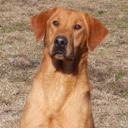 Labrador Retriever adult dog