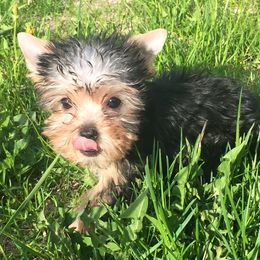 Yorkshire Terrier Puppies from Alaska’s Baby Yorkies