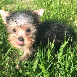 Yorkshire Terrier Puppies from Alaska’s Baby Yorkies