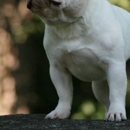 French Bulldog All Grown Up from Suirac French Bulldogs