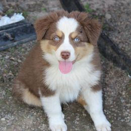 Miniature Australian Shepherd Puppies from Free Spirit Ranch