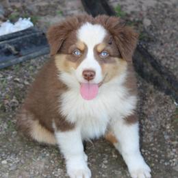 Miniature Australian Shepherd Puppies from Free Spirit Ranch