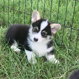 Pembroke Welsh Corgi Puppies from Texas Three Corgis