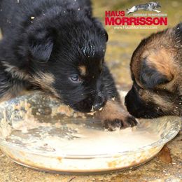 German Shepherd Puppies from Haus Morrisson German Shepherds