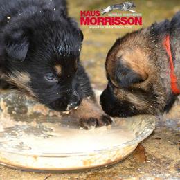 German Shepherd Puppies from Haus Morrisson German Shepherds