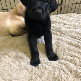 Labrador Retriever Puppies from New Life Labradors