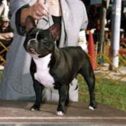 Charlotte - French Bulldog