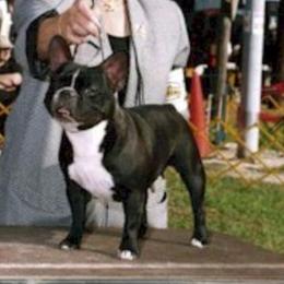 Charlotte - French Bulldog