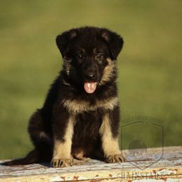German Shepherd Puppies from Select Shepherds