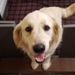 Golden Retriever adult dog