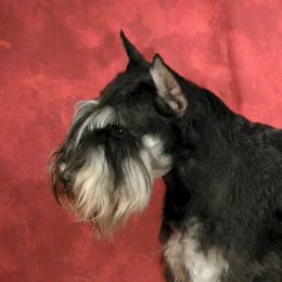 Gamblers - Miniature Schnauzer