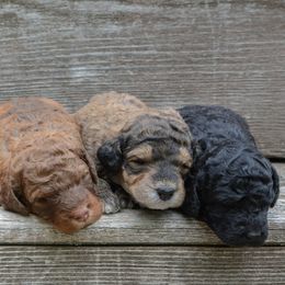 Labradoodle and Poodle Puppies from Grace Kennel
