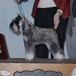 Ella - Miniature Schnauzer