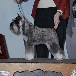 Ella - Miniature Schnauzer