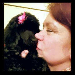 Poodle Puppies from Countryside Standard Poodles