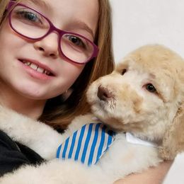 Poodle Puppies from Countryside Standard Poodles