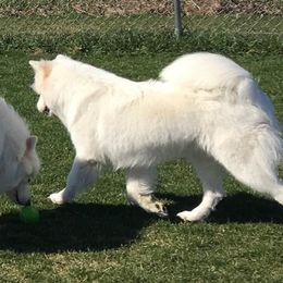  All Grown Up from El Samoyeds