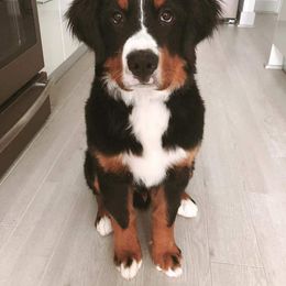 Bernese Mountain Dog and Golden Retriever Puppies from Bertke AKC Golden Retrievers and Bernese Mountain Dogs