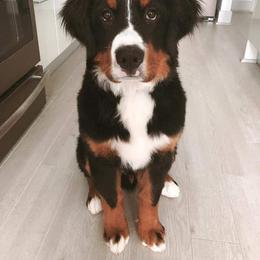 Bernese Mountain Dog and Golden Retriever Puppies from Bertke AKC Golden Retrievers and Bernese Mountain Dogs