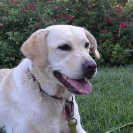 Labrador Retriever adult dog