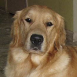 Golden Retriever adult dog