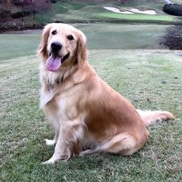 Ellie - Golden Retriever