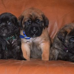 Mastiff Puppies from Mastiffs of Middle Earth