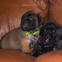 Mastiff Puppies from Mastiffs of Middle Earth