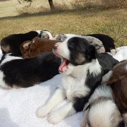 Blue Moon Mini Aussies breeder of 