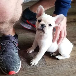 French Bulldog Puppies from Toley's French Bulldogs